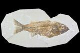 Bargain, Mioplosus Fossil Fish - Uncommon Species #91391-1